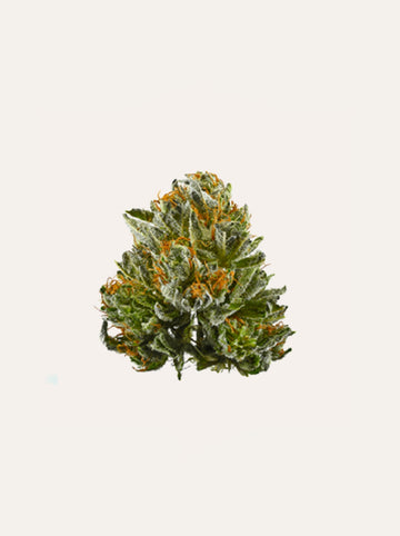 BUBA KUSH